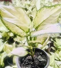 Aglaonema Super White: A Burst of Glowing Light for Your Happy Home!