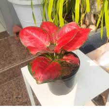 Aglaonema Rotundum Red: A Heartfelt Splash & Burst of red for Your Cozy Home!