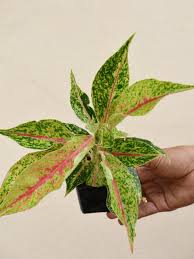 Aglaonema Night Sparkle: A Twinkle of Magic for Your Indoor Evening!