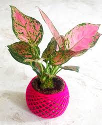 Aglaonema Pink Valentine: A Sweetheart's Bloom for Your Home's Love Story!