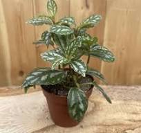 Peperomia Aluminium: The Sparkling Star of Your Indoor Jungle!