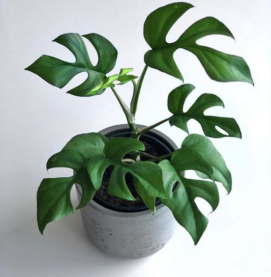 Mini Monsteras: The Indoor Plant That Elevates Your Space and Air Quality