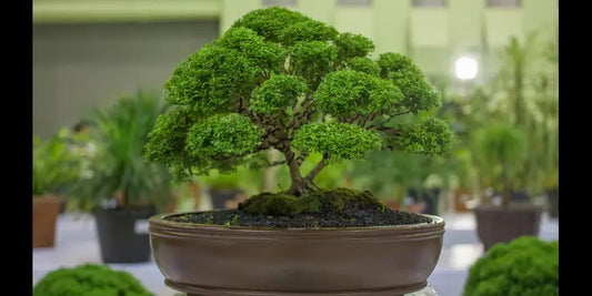 10 Best Bonsai Plants for your Indoors