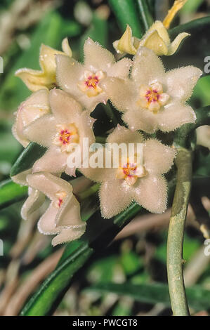 Hoya Longifolia: The Exotic Indoor Plant for Home Decor Enthusiasts