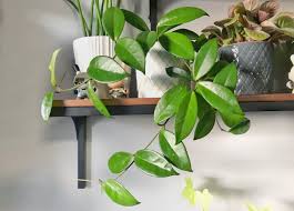 Hoya Carnosa Jade: A Stunning Low-Maintenance Houseplant for Your Home Decor