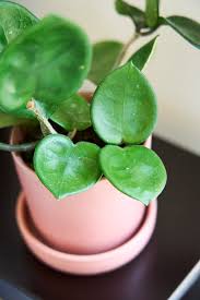 The Fascinating Hoya Chelsea: A Stunning Addition to Your Indoor Plant Collection