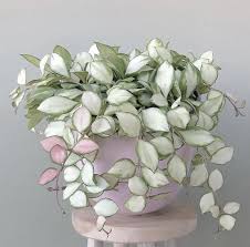 The Origin and Characteristics of Hoya Heuschkeliana Variegated: A Unique Houseplant for Home Decor