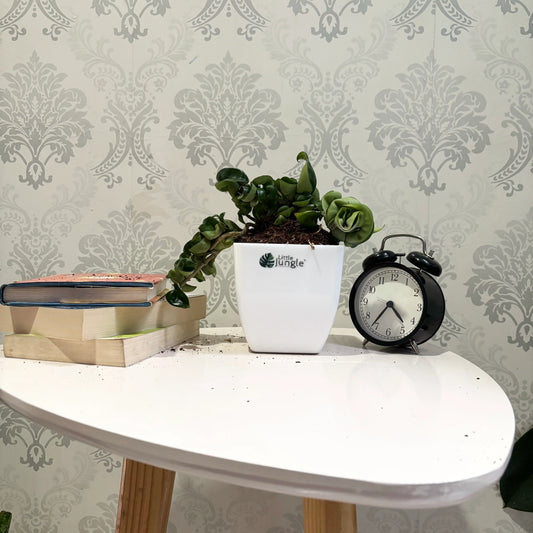 Hoya Hindu Rope: A Unique and Stunning Indoor Plant for Home Decor