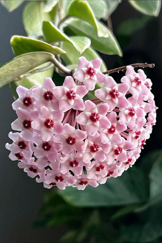Hoya Krimson Queen: A Stunning Indoor Plant for Home Decor and Air Purification
