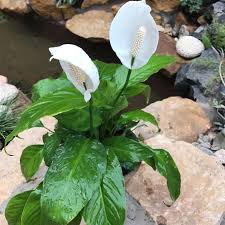 Anthurium Peace Lily: More Than Just a Pretty Face (It Calms Your Space!)