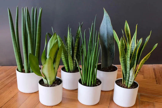 10 Stunning Snake Plant Varieties