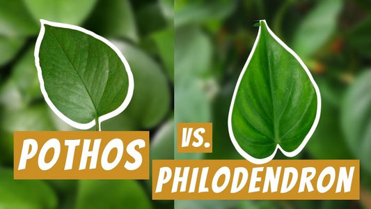 What is the Distinction Between a Pothos and a Philodendron?