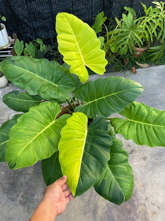 Unleash the Jungle: Discover the Philodendron Jungle Fever