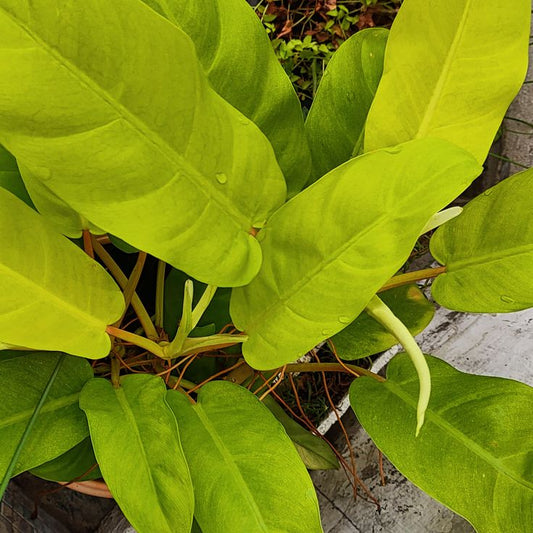 Philodendron Ceylon Golden: A Stunning Indoor Plant for Home Decor and Improved Air Quality