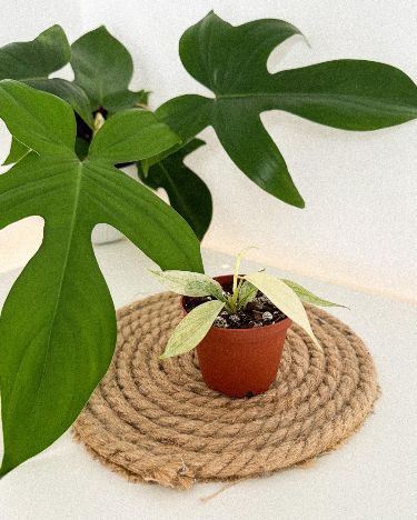 Syngonium Starlight: A Stunning Indoor Plant for Home Decor and Air Purification