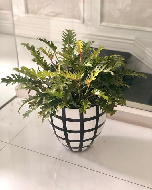 Golden Glow: Unveiling the Philodendron Golden Xanadu for Your Indoor Jungle