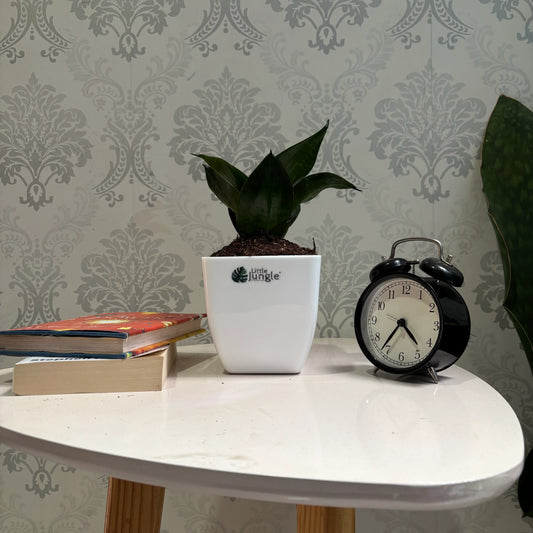 Sansevieria Black Dragon: A Stunning Addition to Your Indoor Plant Collection