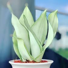 Sansevieria Moonshine: A Stunning Indoor Plant for Home Decor and Air Purification