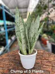 Sansevieria Silver Princess: The Elegant Air-Purifying Houseplant