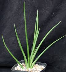 Sansevieria Tom Gracilis: The Low-Maintenance, Air-Purifying Indoor Plant