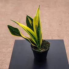 Sansevieria Flame: The Perfect Air-Purifying Plant for Your Home Decor
