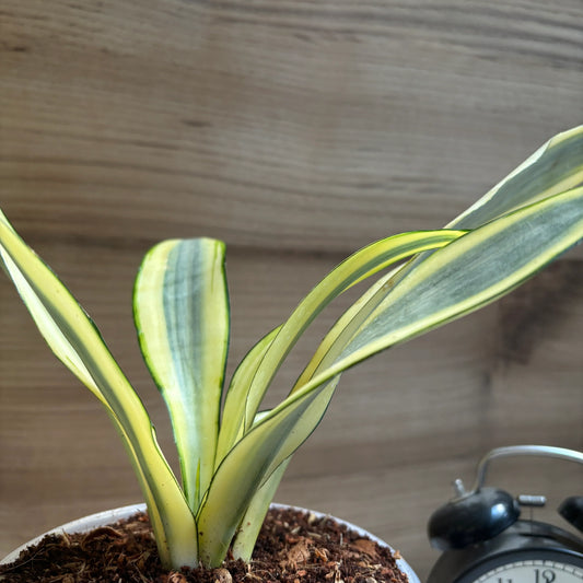 Sansevieria Gold Dust: The Perfect Low-Maintenance Air-Purifying Houseplant