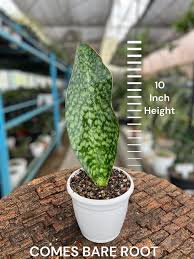 Sansevieria Whale Fin: The Majestic Indoor Plant for Home Decor