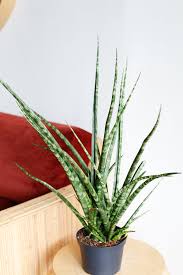 Sansevieria Fernwood: A Stylish, Low-Maintenance Air-Purifier for Your Home