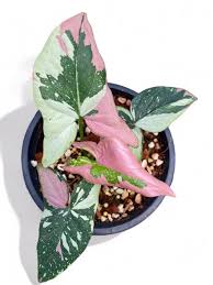 The Beauty of Syngonium Tricolour: A Perfect Decorative Houseplant