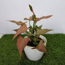 The Origin, Characteristics, and Benefits of Syngonium Mickey: A Popular Houseplant