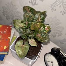 The Fascinating Syngonium Mini Allusion: A Perfect Indoor Plant for Home Decor
