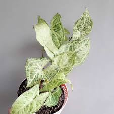 Syngonium Randyy: A Perfect Indoor Plant for Home Decor