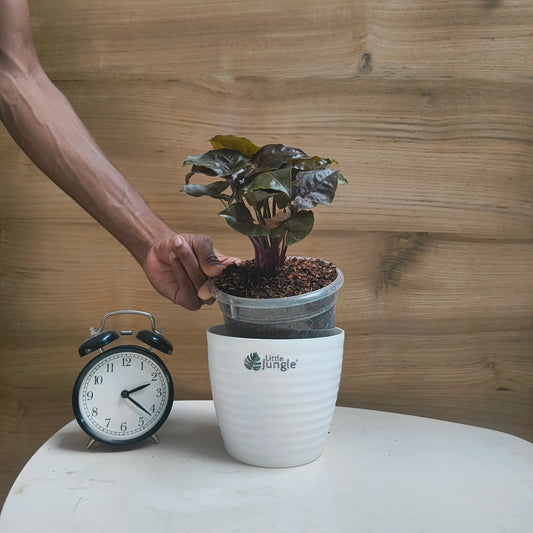 The Red Plum Allusion: A Stunning Indoor Plant for Home Decor
