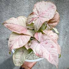 The Beautiful Syngonium Pinky Spot: A Delightful Indoor Plant for Home Decor