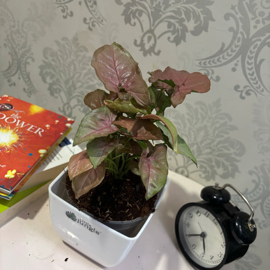 Syngonium Pinky: The Elegant Indoor Plant for Home Decor and Air Purification