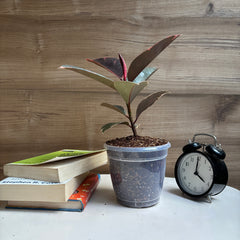 Ficus Elastica Variegated pink ruby
