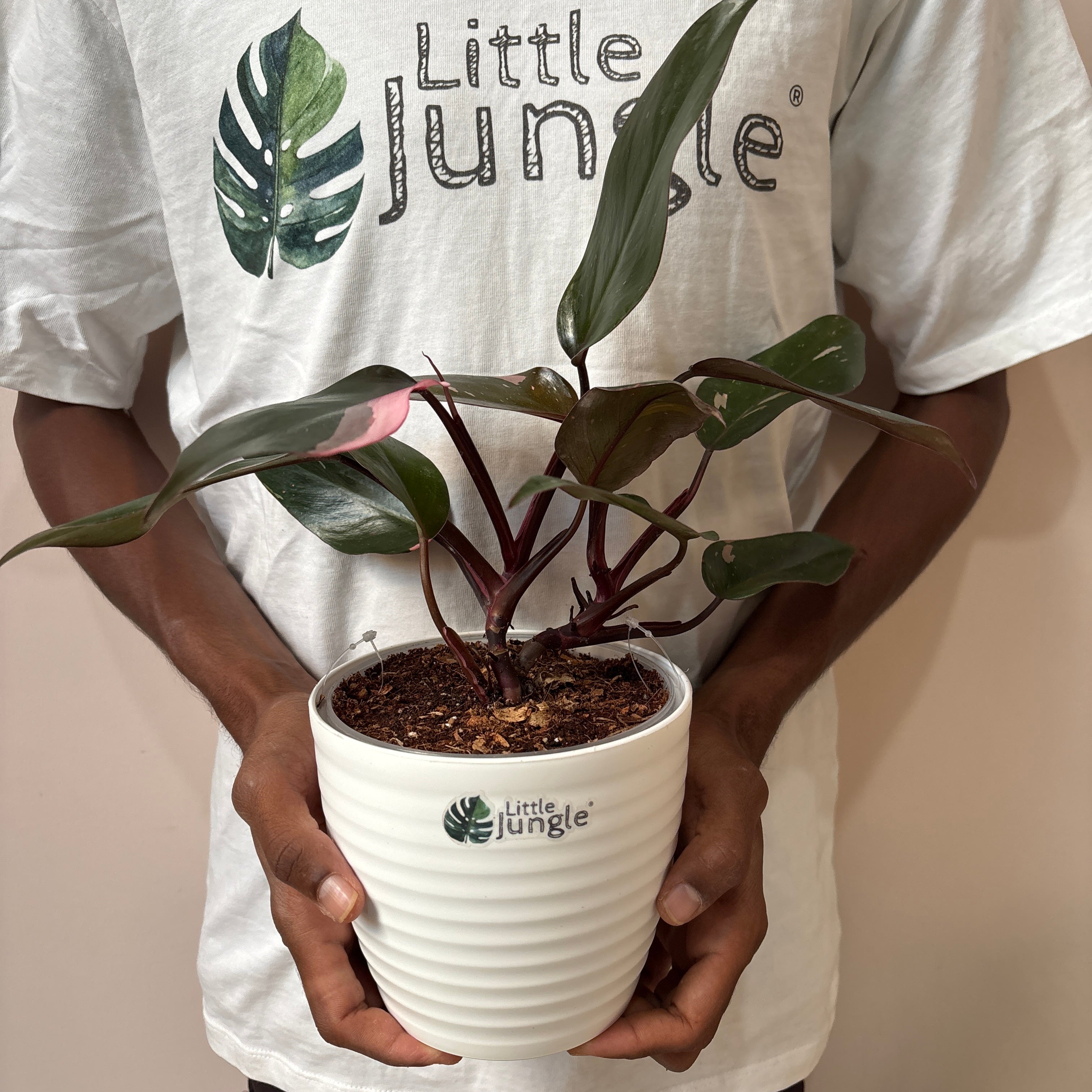 Philodendrons Pink Princess