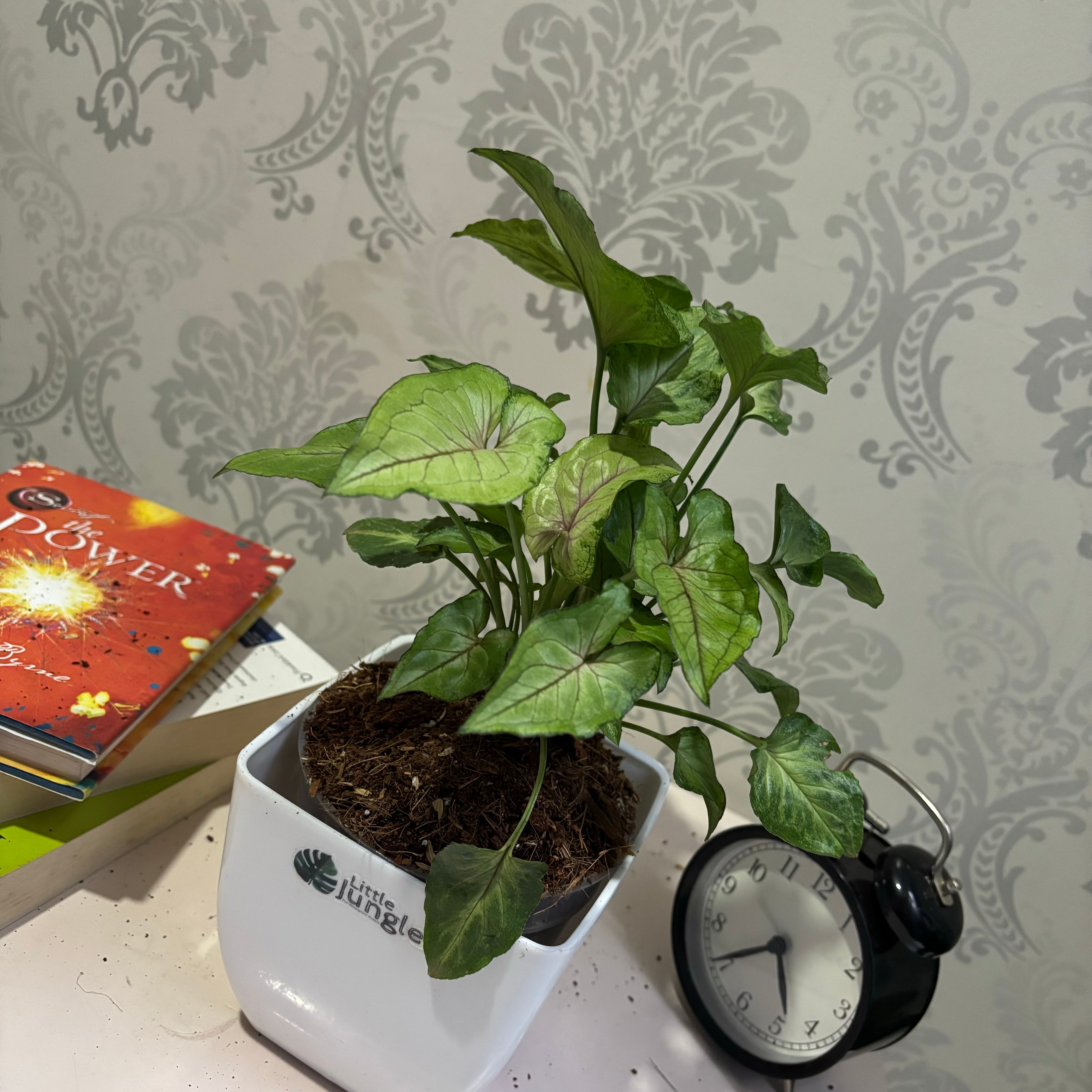 Syngonium cream Allusion