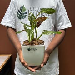 Philodendron Subhashtatum