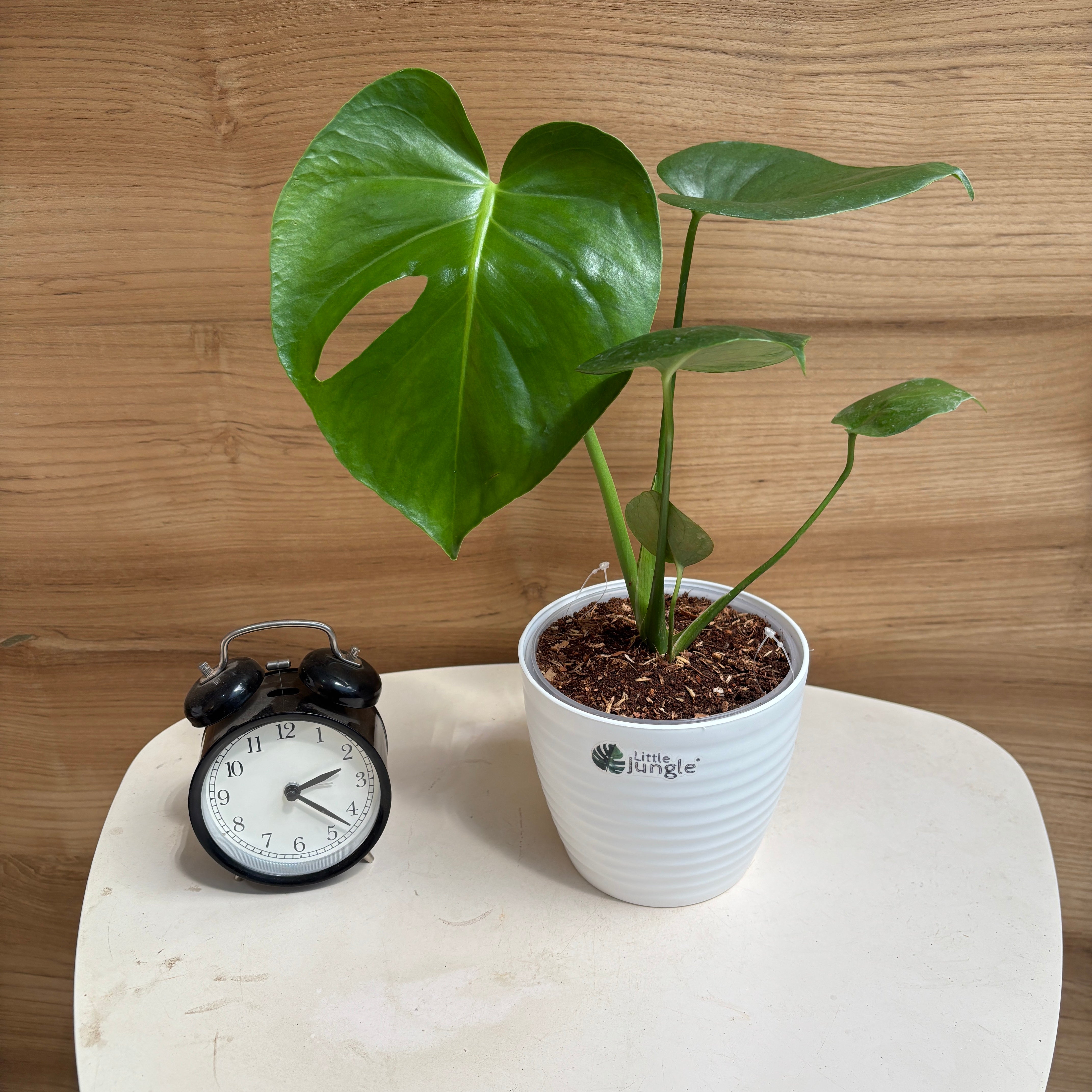 Monstera Deliciosa