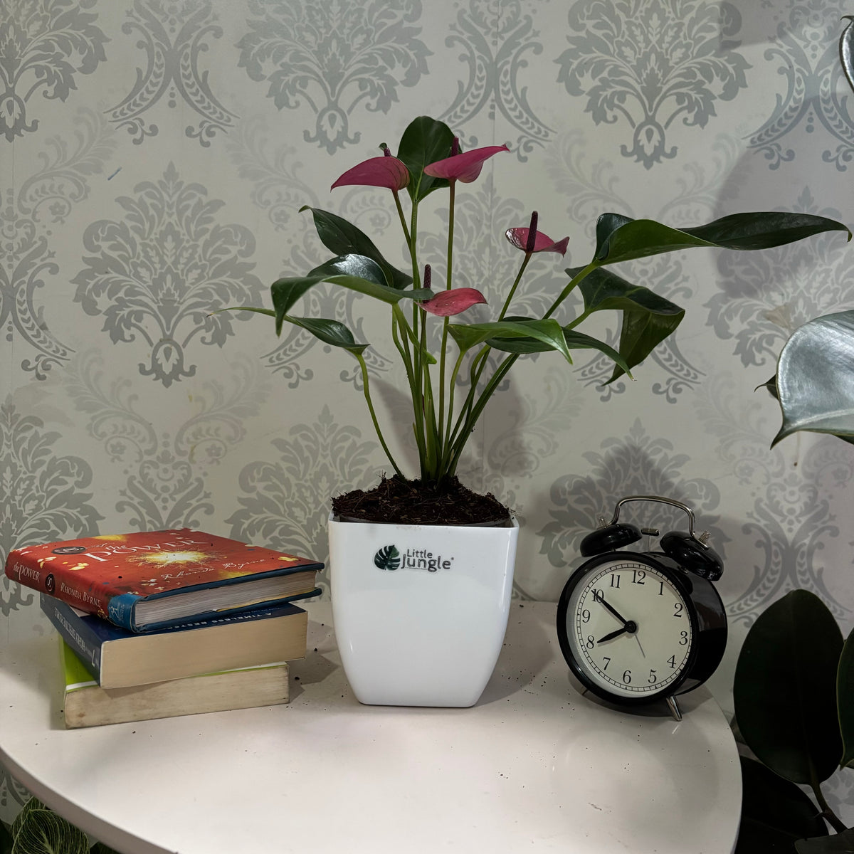 Anthurium purple
