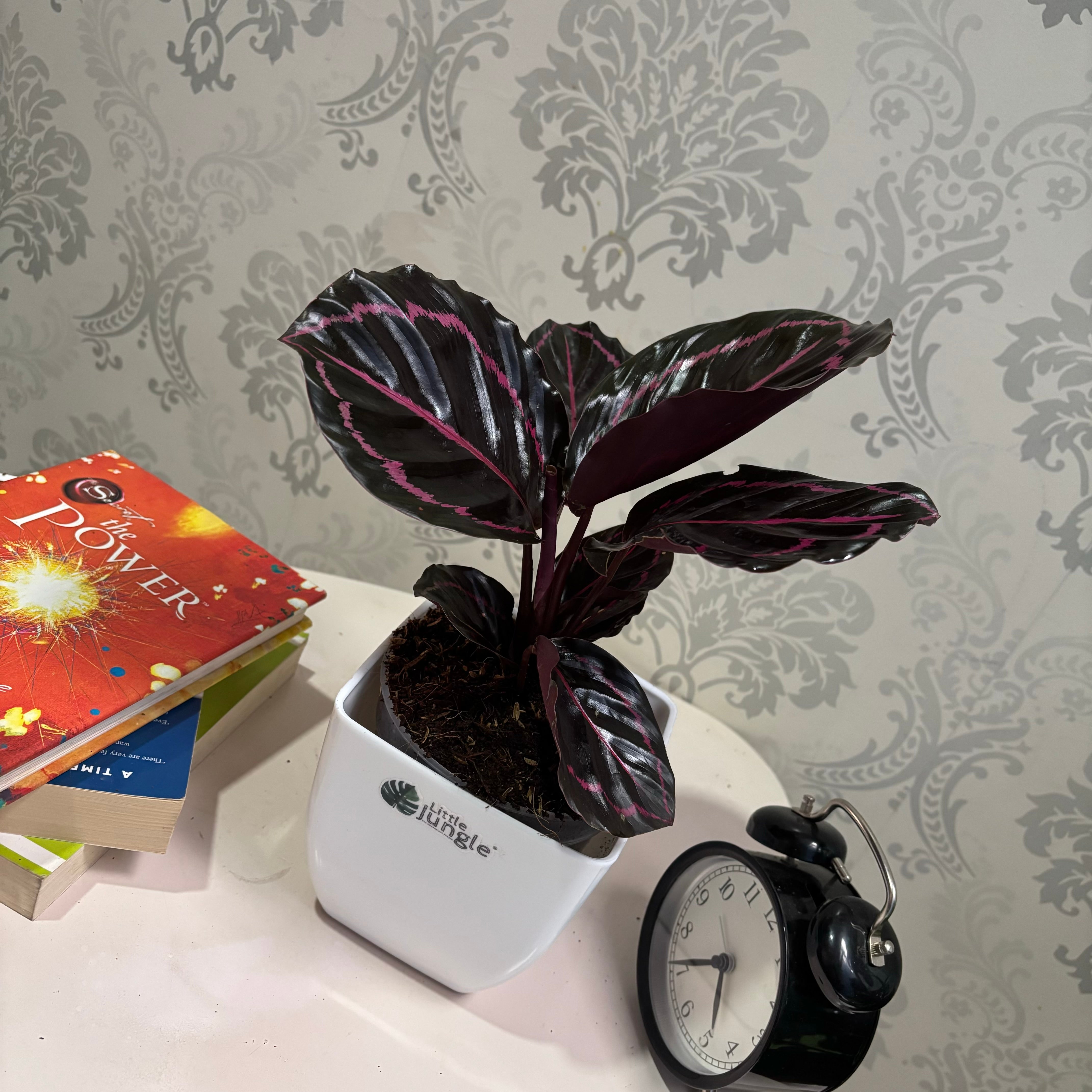 Calathea Rosopicta, with 5.5 inches white decor pot