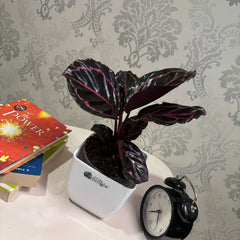 Calathea Rosopicta, with 5.5 inches white decor pot