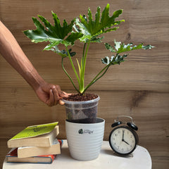 philodendron hope