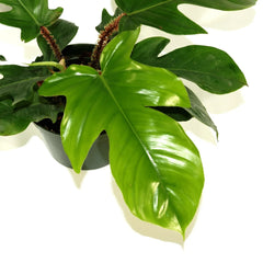 Philodendron squamiferum