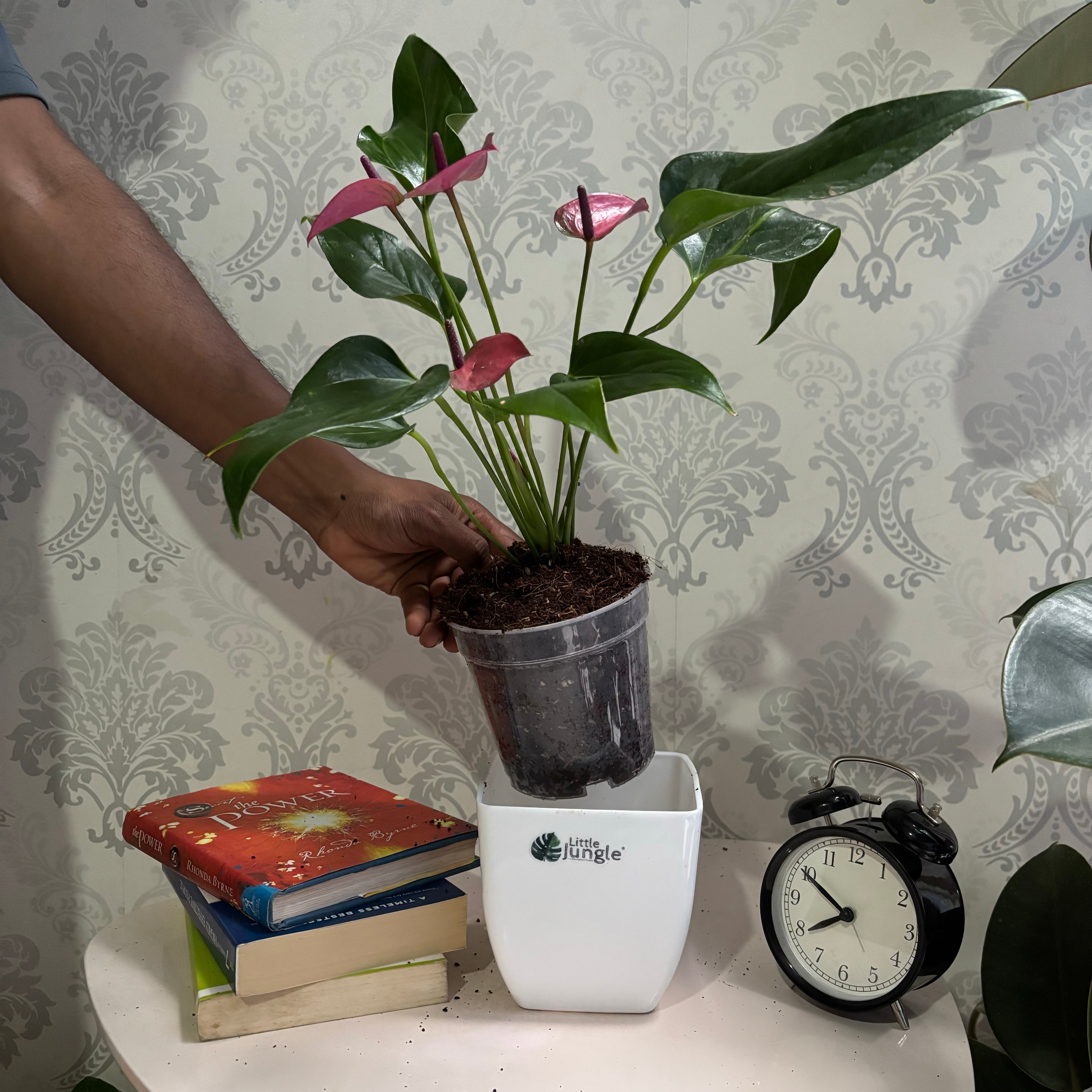 Anthurium purple