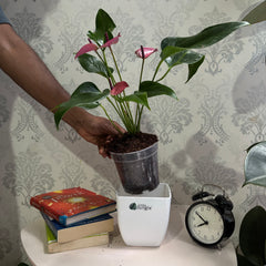 Anthurium purple
