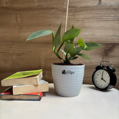 Philodendron Hastum silver