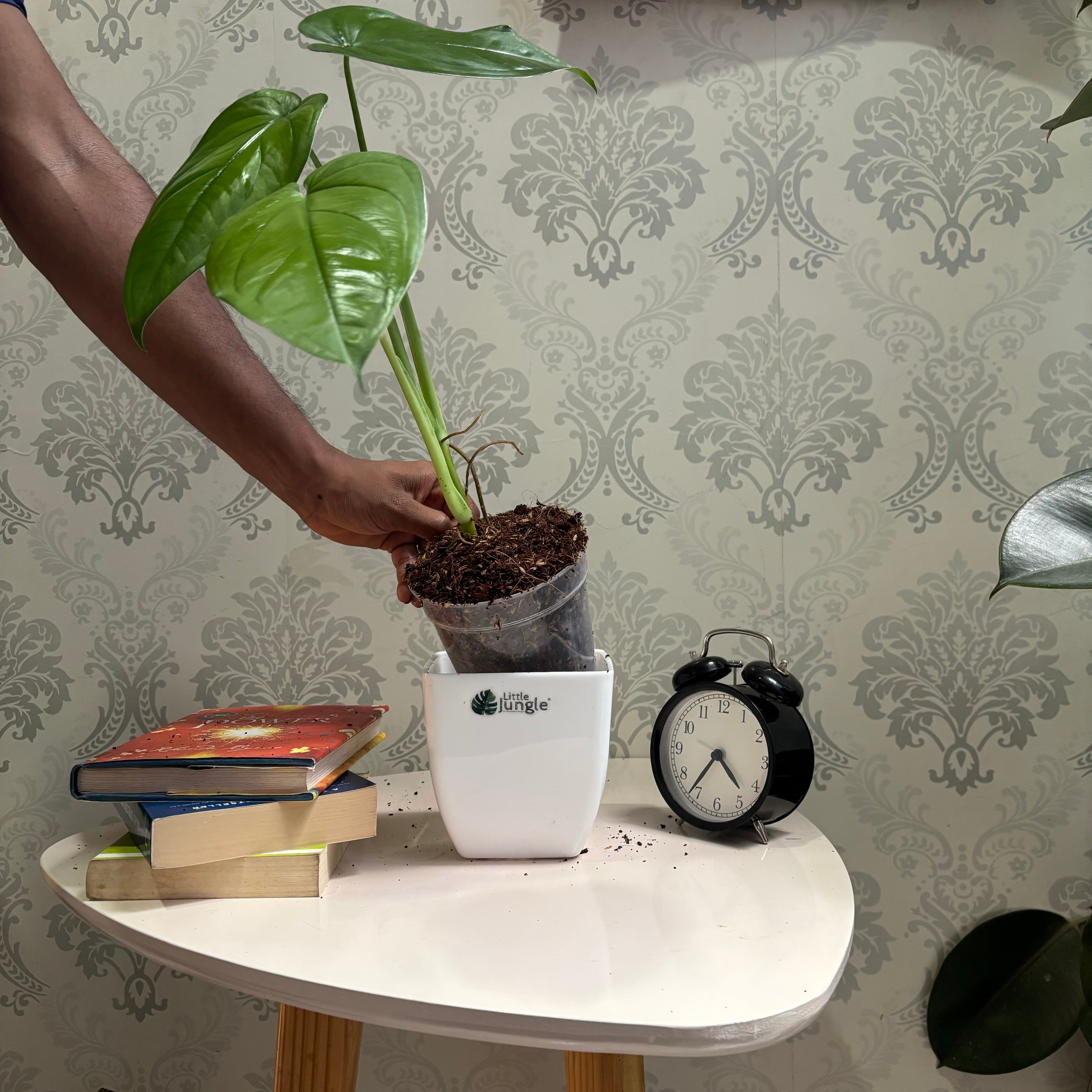 Syngonium Chiapnese