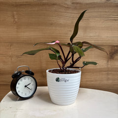 Philodendrons Pink Princess